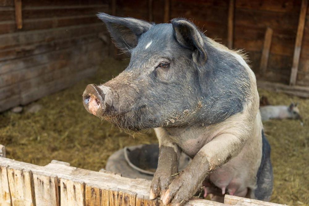 Oddfellow Inn & Farm Helena Zewnętrze zdjęcie